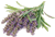 Lavender Oil